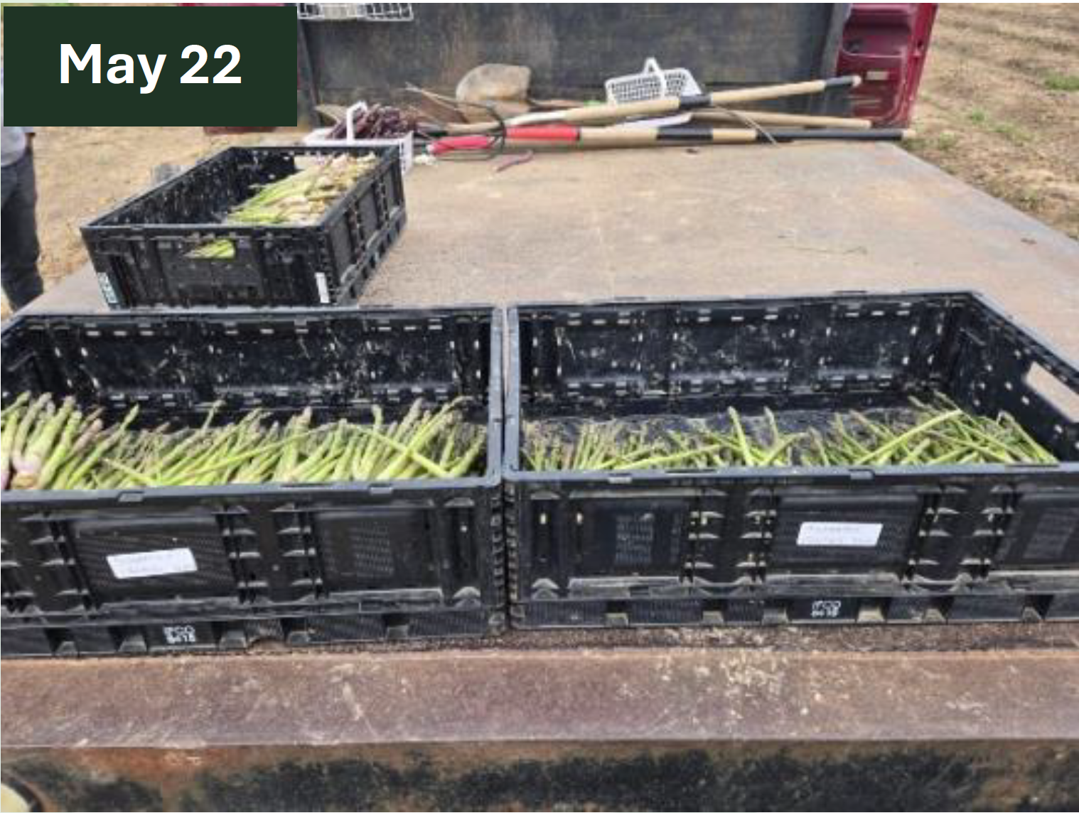 Revitalizing Mature Asparagus Fields with AgriMatrix® Captura De Pantalla 2026 07 15 A Las 2.27.52 P.m