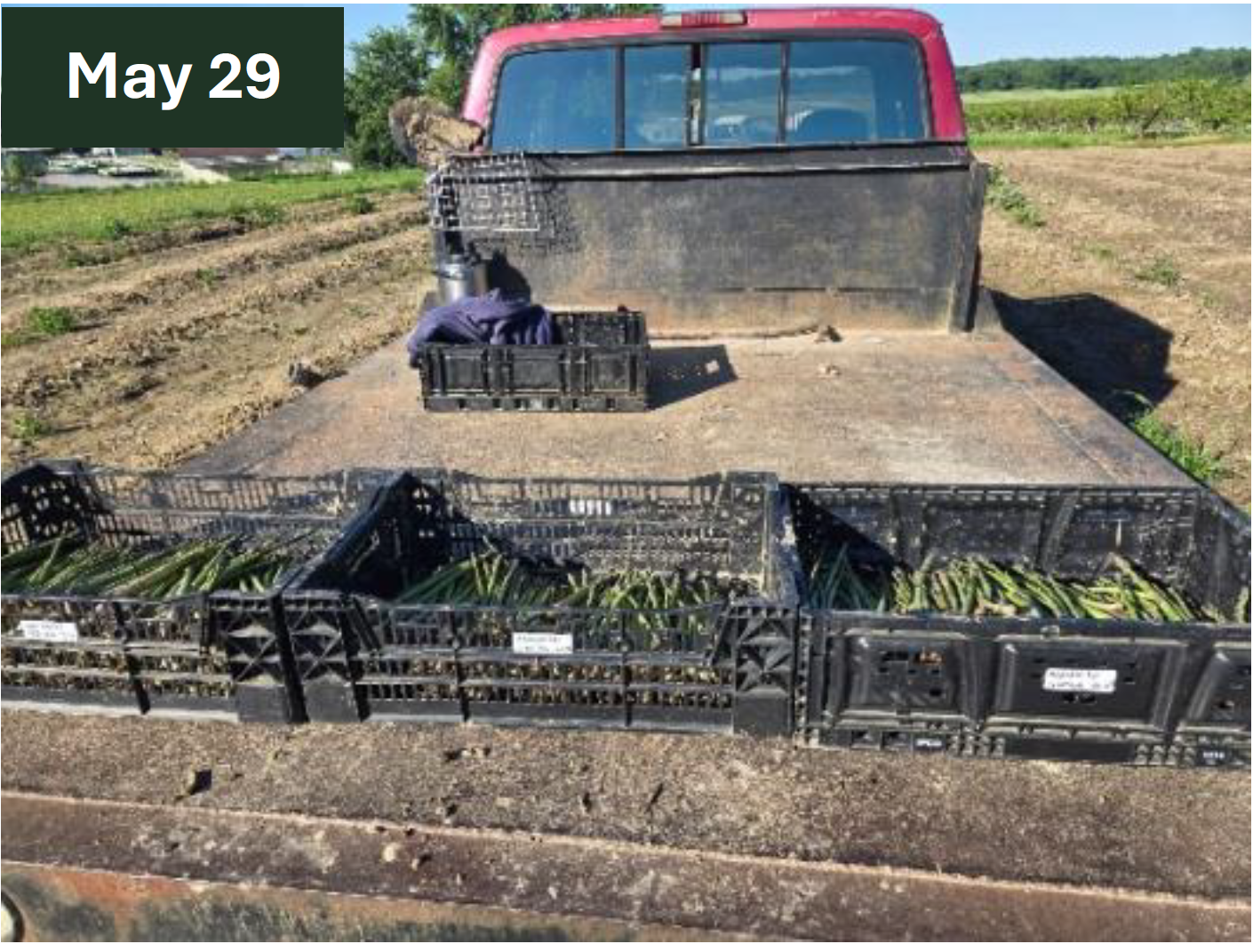 Revitalizing Mature Asparagus Fields with AgriMatrix® Captura De Pantalla 2026 07 15 A Las 2.28.16 P.m