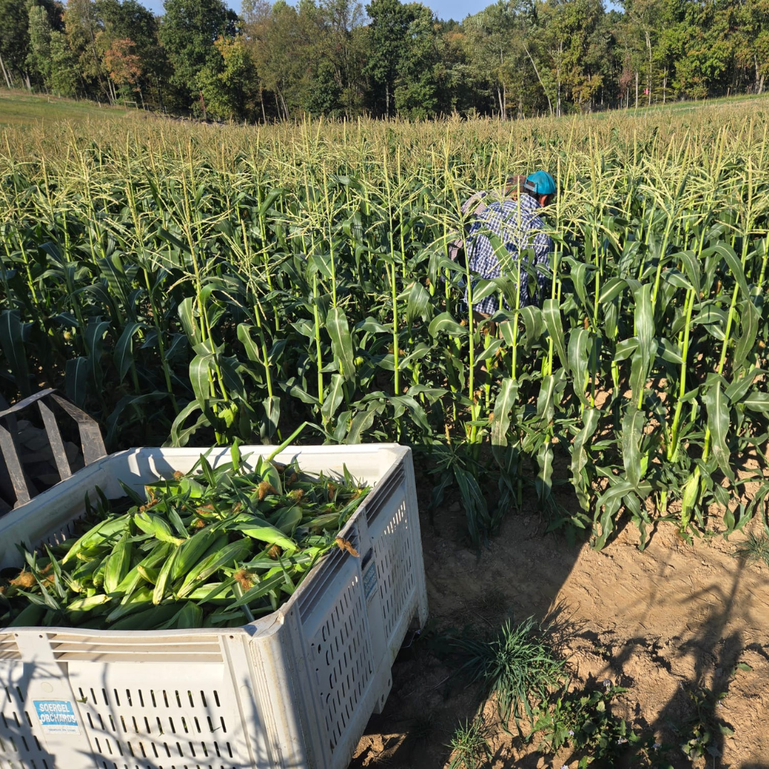 Learn crop meal cuadrado