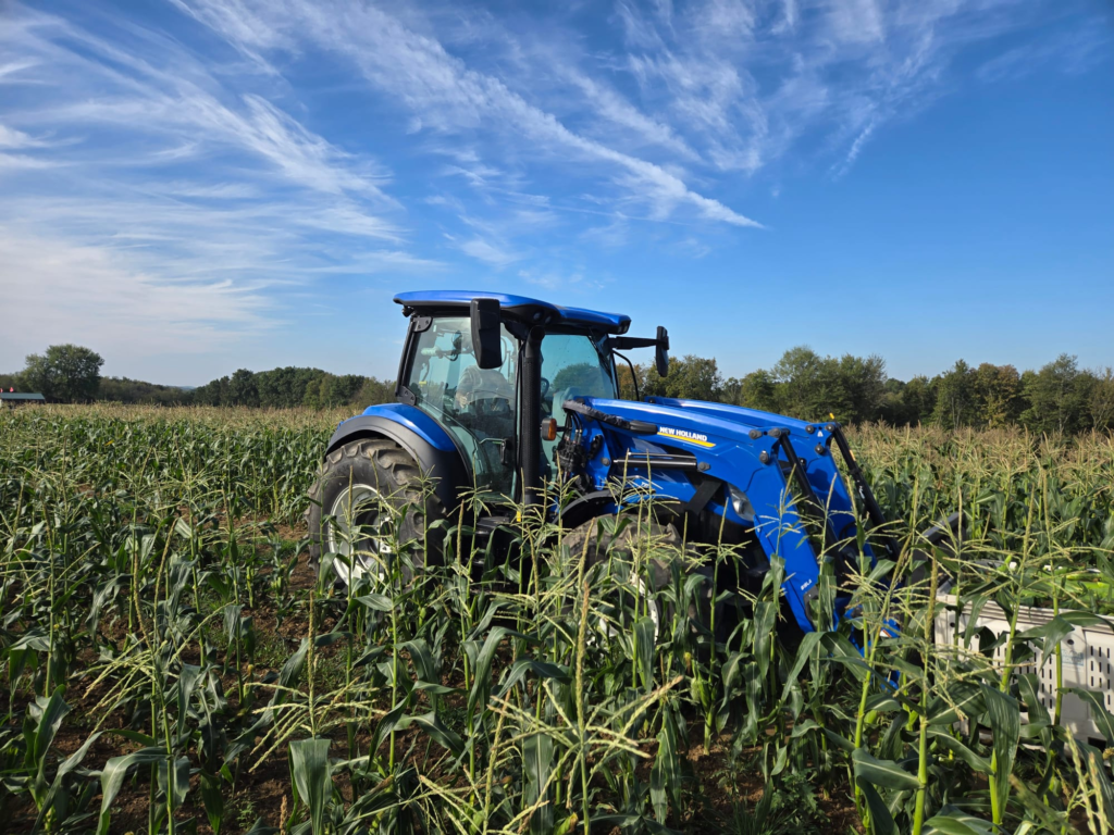 Healthy crop plant growing in nutrient-rich agricultural soil