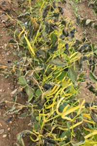 Beans Soil