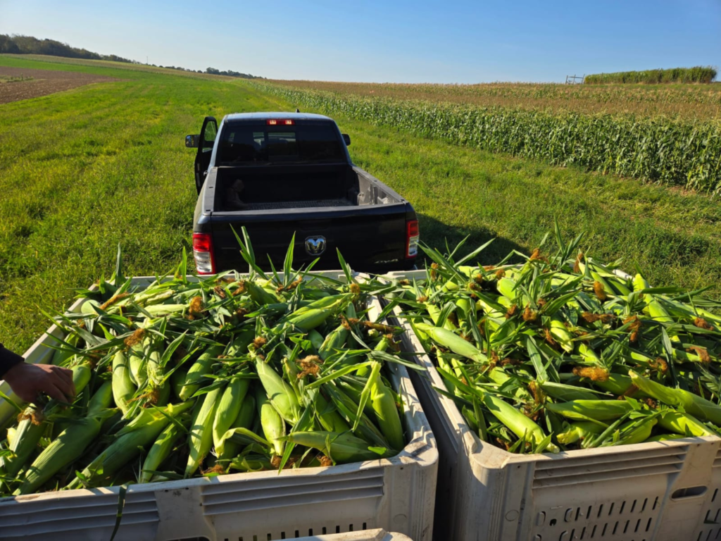 Corn. Healthy crop plant growing in nutrient-rich agricultural soil