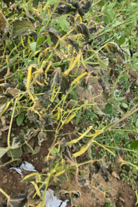 beans Soil