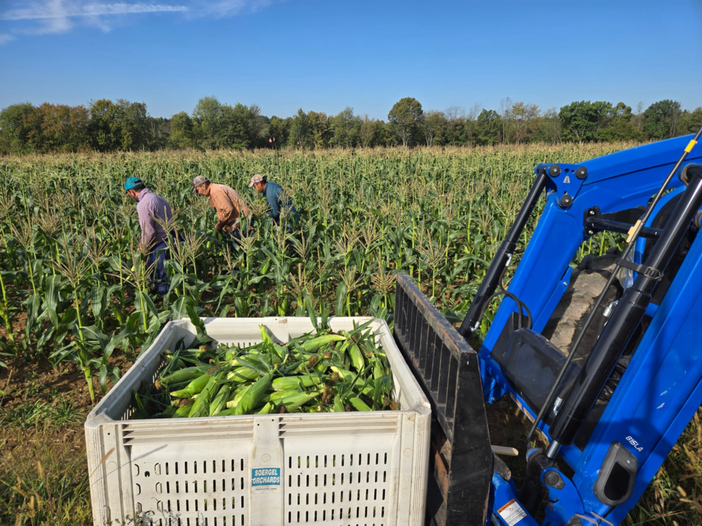 Corn. Farmer inspecting crops using data-driven agricultural practices