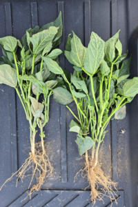Beans treated - control