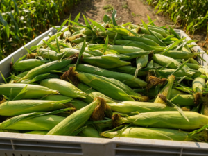 Maximizing Sweet Corn Performance Under Drought Stress