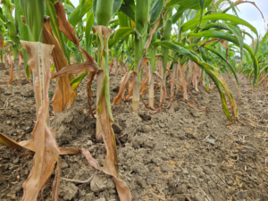 Corn Soil
