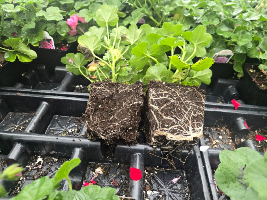 Healthy agricultural soil supporting regenerative farming practices