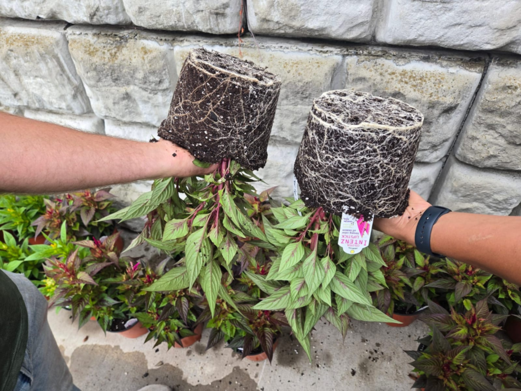 plant growth. Healthy agricultural soil supporting regenerative farming practices