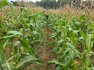 Corn agriculture