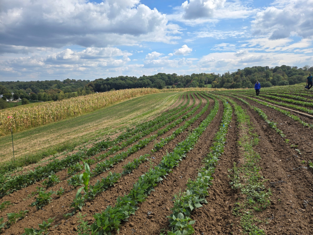 Healthy agricultural soil supporting regenerative farming practices
