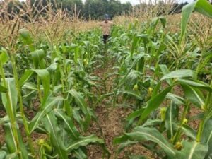 Maximizing Sweet Corn Performance Under Drought Stress