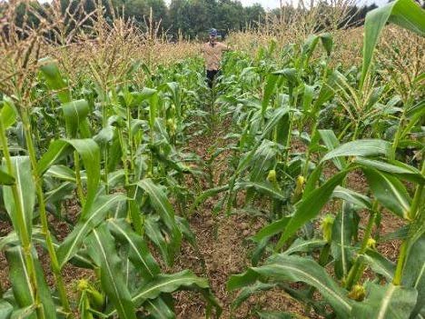 Home agrimatrix trial report sweet corn