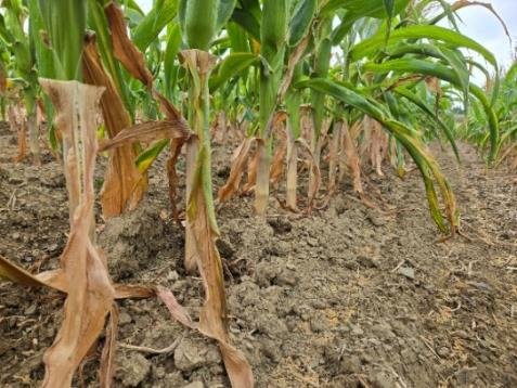 Maximizing Sweet Corn Performance Under Drought Stress CONTROL AgriMatrix Trial Report Sweet Corn
