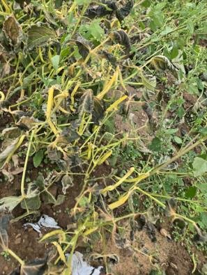 Improving Bean Production and Drought Resilience with AgriMatrix® Control