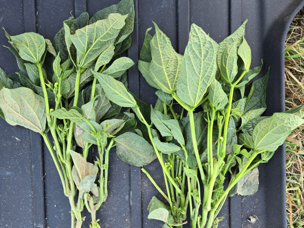 esparragos crop meal