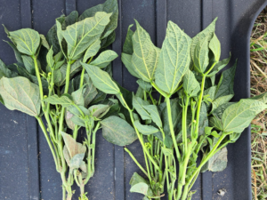Improving Bean Production and Drought Resilience with AgriMatrix®