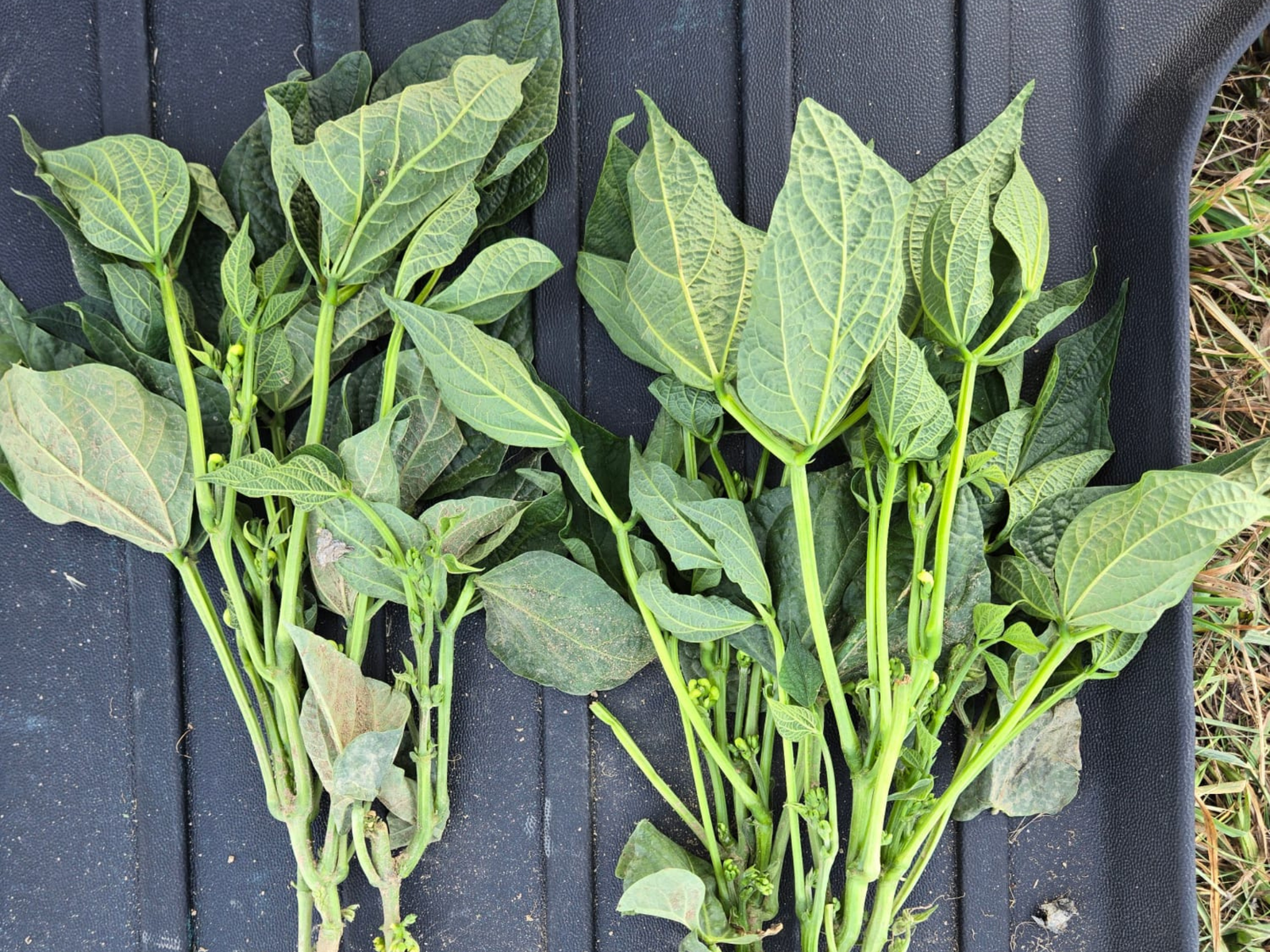 Home esparragos crop meal