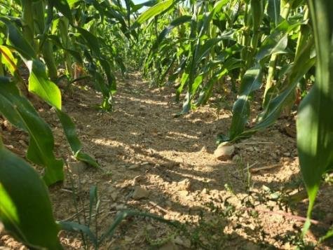 Maximizing Sweet Corn Performance Under Drought Stress TREATED AgriMatrix Trial Report Sweet Corn