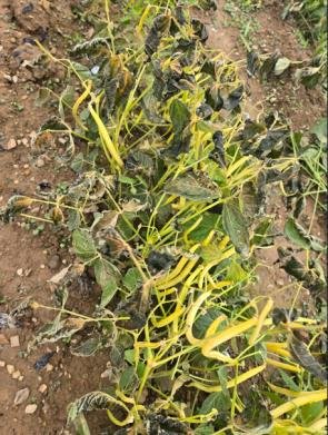 Improving Bean Production and Drought Resilience with AgriMatrix® Treated